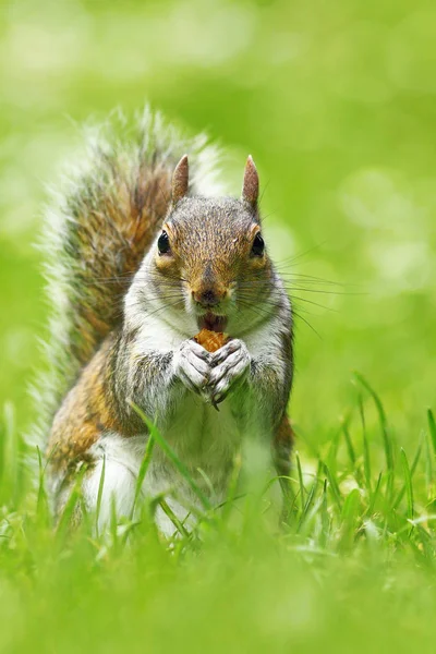 Esquilo Cinzento Bonito Comendo Noz Parque Sciurus Carolinensis — Fotografia de Stock