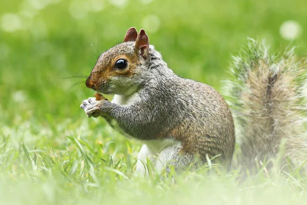 可爱的灰色松鼠在草丛中 吃坚果 中型松鼠一种 — 图库照片