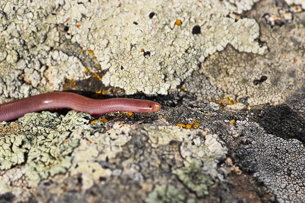 european blind snake in natural habitat ( Xerotyphlops vermicularis )