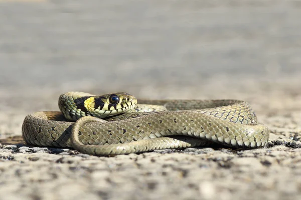 Full Length Grass Snake Basking Road Natrix Natrix — Stock Photo, Image