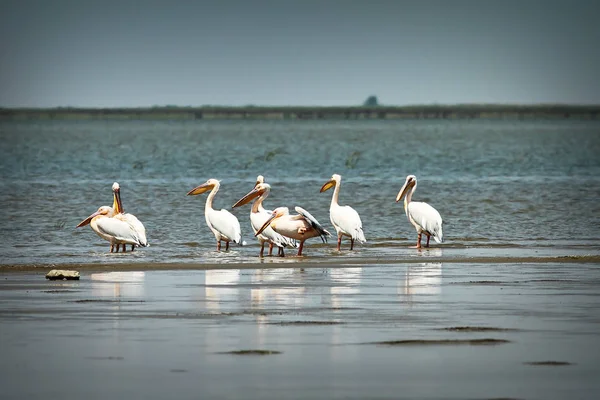 Flock Wild Great Pelicans Danube Delta Pelecanus Onocrotalus — Stock Photo, Image