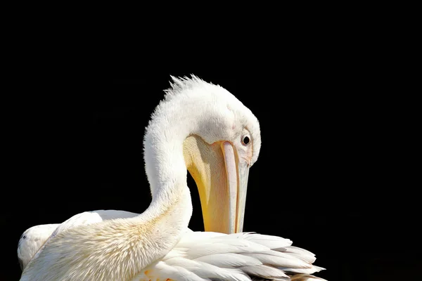 Grande Pelicano Limpeza Suas Penas Pelecanus Onocrotalus Retrato — Fotografia de Stock