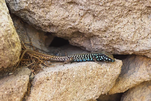 Podarcis Milensis Schweizeri Crogiolarsi Sulle Rocce Lucertola Murale Milos — Foto Stock