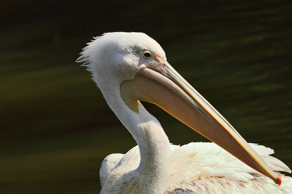 Retrato Pelecanus Onocrotalus Sobre Fundo Fora Foco — Fotografia de Stock