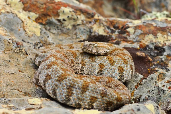 从欧洲最稀有的蛇 米洛斯毒蛇 Macrovipera Lebetina Schweizeri 列为严重濒危的自然保护联盟红名单 — 图库照片
