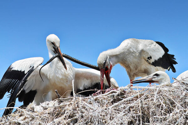 stork feeding chicks with dice snake ( Ciconia ciconia ); this is a rare moment showing natural behaviour at nest