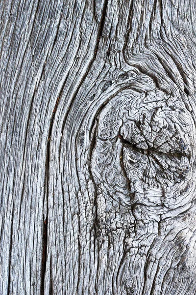 纹理的棘手橡木表面 自然有机图案为您的设计 — 图库照片