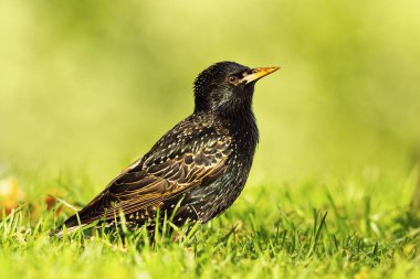 ortak gri starling çimenlikte (Sturnus vulgaris )