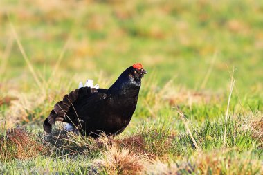 doğal ortamlarında (Lyrurus tetrix kara orman tavuğu )