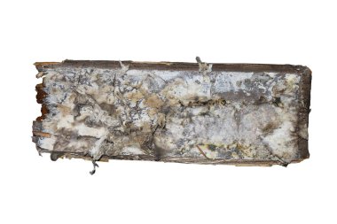 Kuru çürük miselyum izole Ahşap ahşap parça (Serpula lacrymans )