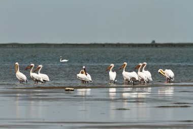 sığ sularda (Pelecanus onocrotalus duran büyük pelikan sürüsü )
