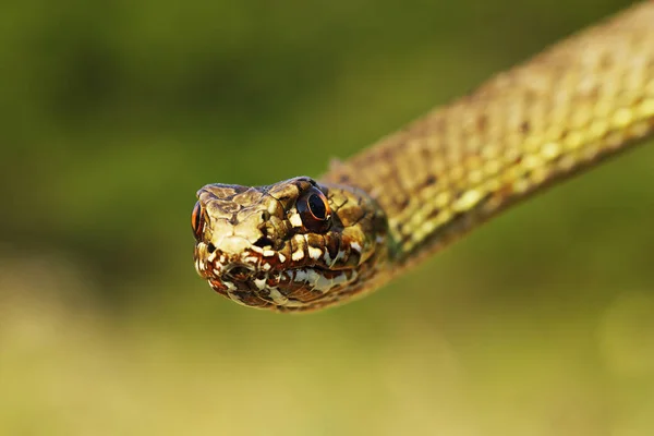 Detail Eastern Montpellier Snake Malpolon Insignitus — Stock Photo, Image