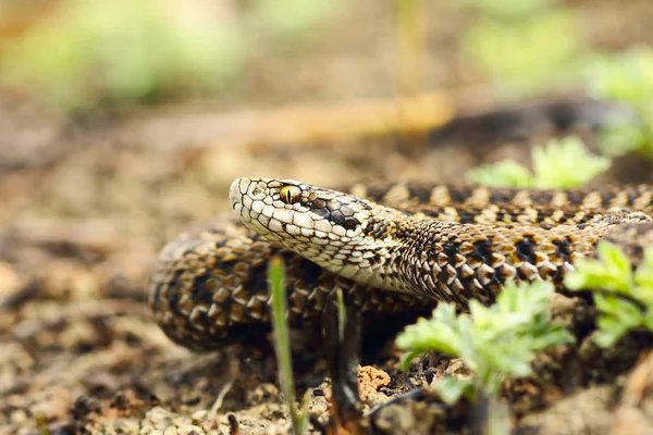 Prado Agressivo Víbora Closeup Vipera Ursinii Rakosiensis — Fotografia de Stock