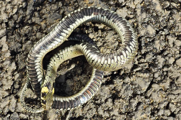 Cobra Capim Mostrando Comportamento Tanatose Solo Natrix Natrix — Fotografia de Stock