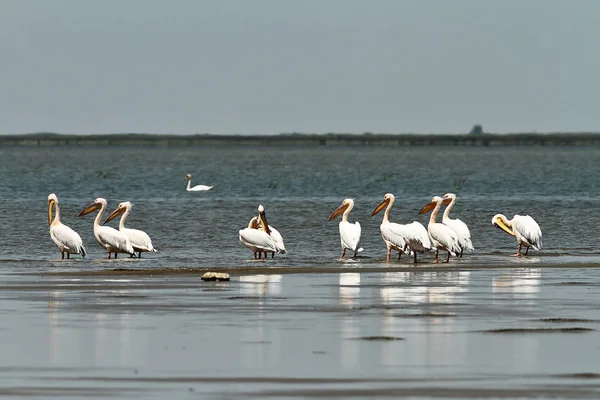 Flock Stora Pelikaner Stående Grunt Vatten Pelecanus Onocrotalus — Stockfoto