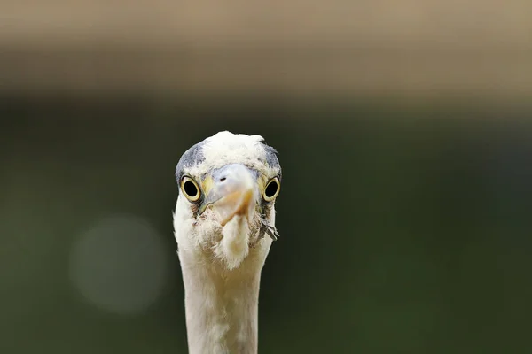 Portrait Ardea Cinerea Grey Heron — Stock Photo, Image