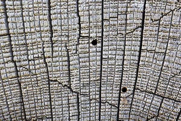 detail of wood borers attack on oak old plank