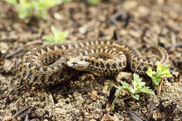 Serpente Europeia Mais Rara Víbora Prado Vipera Ursinii Rakosiensis Réptil — Fotografia de Stock