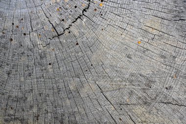 meşe kesit doku tasarımınızı yıllık halkaları, kırık yüzey closeup için hazır