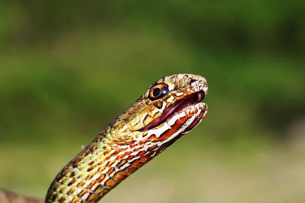 Serpent Montpellier Est Colère Portrait Reptile Dans Nature Malpolon Insignitus — Photo