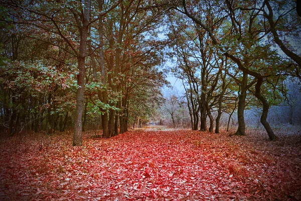 Bela Estrada Rural Através Floresta Temporada Outono — Fotografia de Stock