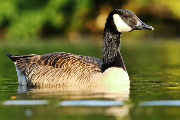 Canadese Gans Drijvend Het Oppervlak Van Vijver Volledige Lengte Vogel — Stockfoto