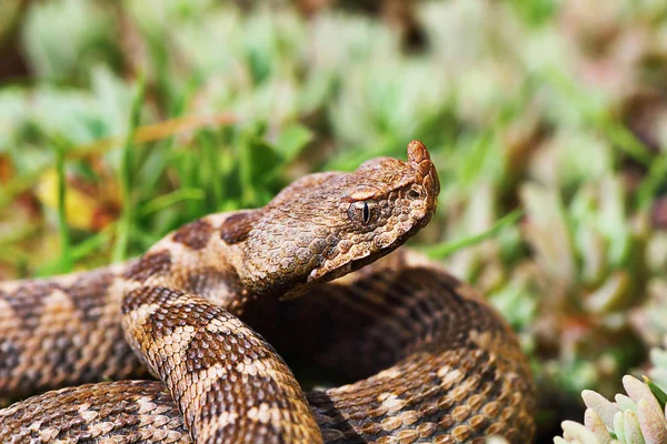 Primo Piano Della Vipera Cornuta Naso Ambiente Naturale Vipera Ammodytes — Foto Stock