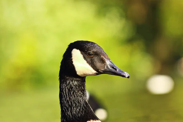 Close Van Canada Goose Mooie Vogel Branta Canadensis — Stockfoto