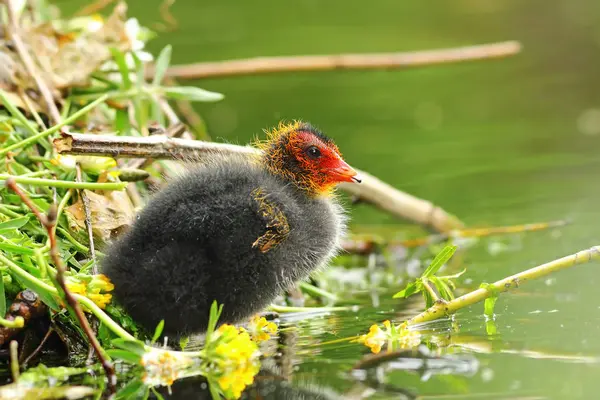 Gemeenschappelijke Euraziatische Meerkoet Jonge Chick Buurt Van Het Nest Fulica — Stockfoto