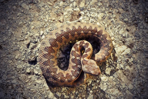 Vipera Ammodytes에 Basking 위험한 바이퍼 — 스톡 사진