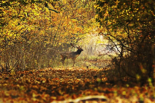 Pousio Cervo Buck Cruzamento Estrada Floresta Dama Dama Final Outubro — Fotografia de Stock