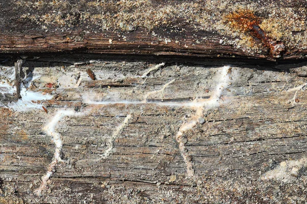 与土壤接触的旧木梁上的干腐菌菌丝体的细节 — 图库照片
