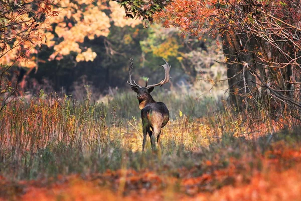 Dovhjort Buck Vacker Höst Miljö Dama Dama Vilda Djur Tittar — Stockfoto