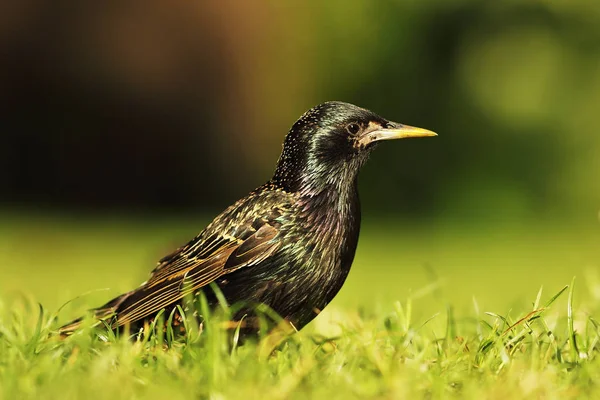 Teljes Hossza Közös Seregély Állva Gyep Sturnus Vulgaris — Stock Fotó