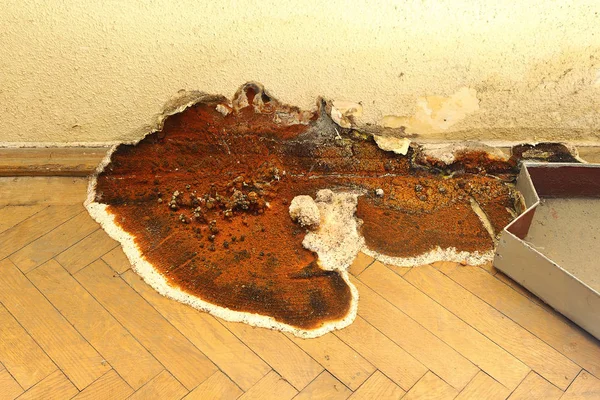 在实木复合地板上生长的干腐病果体 孔波拉乳剂 — 图库照片