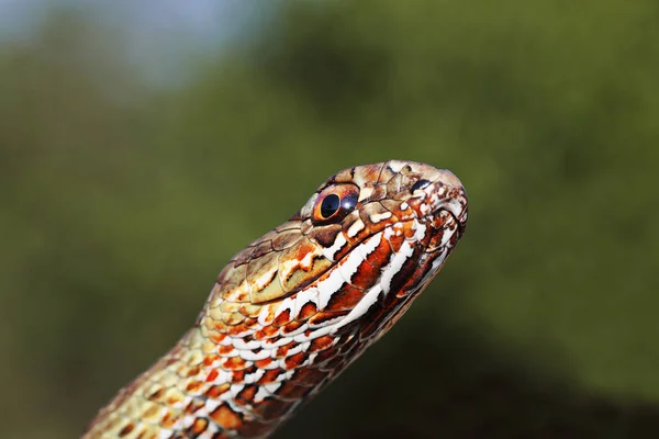 Macro Retrato Colorido Montpellier Oriental Serpiente Malpolon Insignitus Sobre Verde —  Fotos de Stock