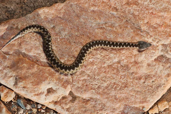 Junge Sandviper Sonnt Sich Auf Einem Felsen Natürlichem Lebensraum Vipera — Stockfoto