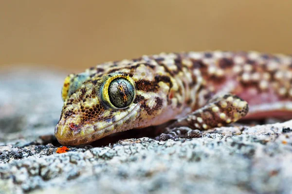 mediterranean house gecko portrait ( Hemidactylus turcicus )