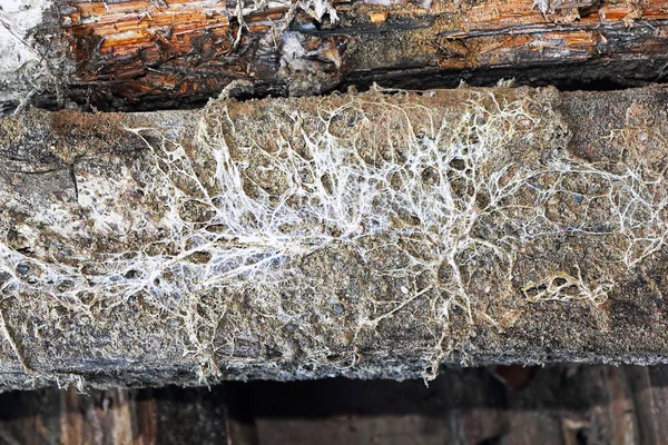Mycélium Mycélium Mine Sur Vieille Poutre Fibroporia Vaillantii — Photo