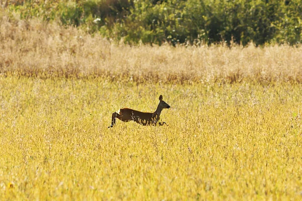 Roe Deer Jumping Wheat Field Capreolus Capreolus Mating Season Late — Stock Photo, Image