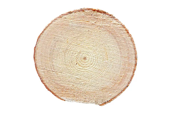 Textural Cross Section Spruce Log Isolation White Background — Stock Photo, Image