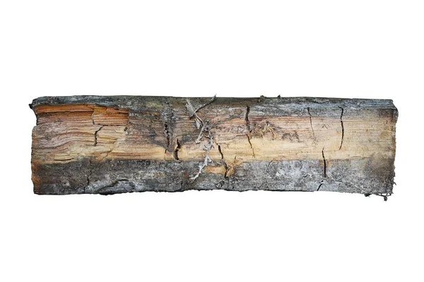 Wood Sample Attacked Dry Rot Isolation White Backgroud Serpula Lacrymans — Stock Photo, Image