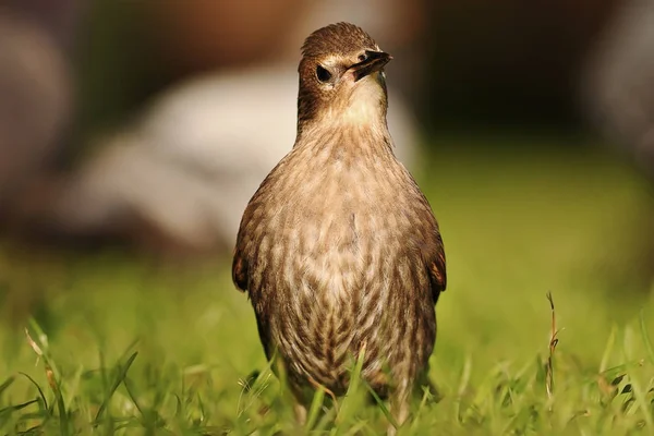 Young Curious Common Starling Standing Lawn Sturnus Vulgaris — Stock Photo, Image
