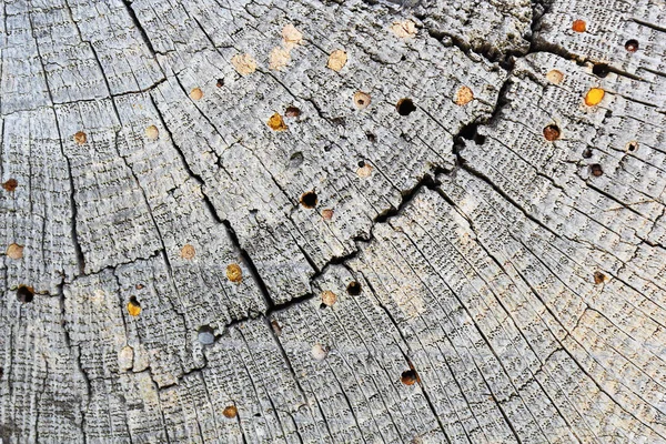 Wood Borers Attack Old Wood Beam Texture Cross Section Annual — Stock Photo, Image