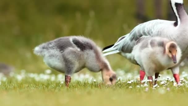 Şirin Gosling Bahçesinde Genç Kuş Çiftliği Bahçede Yiyecek Arama Görüntülerini — Stok video