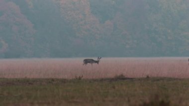 iki alageyik dolar bir glade (Dama dama yürüyüş )
