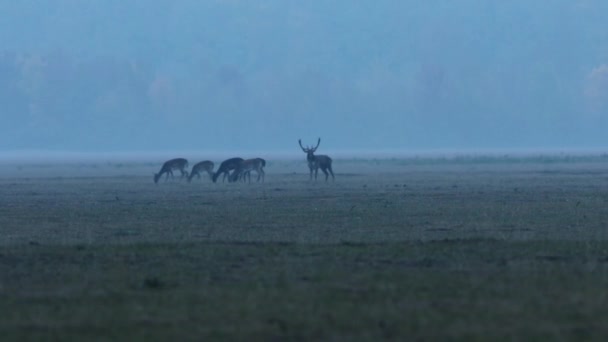 Twilight Beelden Van Rutting Braak Herten Dama Dama — Stockvideo