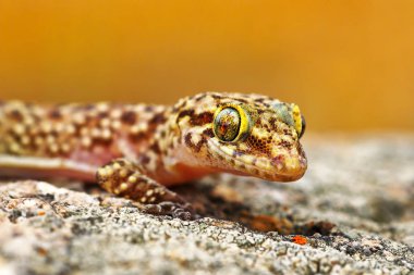 Hemidactylus turcicus ya da Akdeniz ev gecko, sürüngen kayada tadını çıkarma portresi