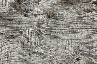 Elm ahşap tahta doku, eski ahşap tahta (Karaağaç procera )