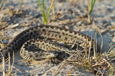 Moldova çayır viper doğal ortamda (Vipera ursinii moldavica); Bu nadide Avrupa yılan, hafif zehirli yılan IUCN Kırmızı liste nesli tehlike altında olan olarak listelenen biridir